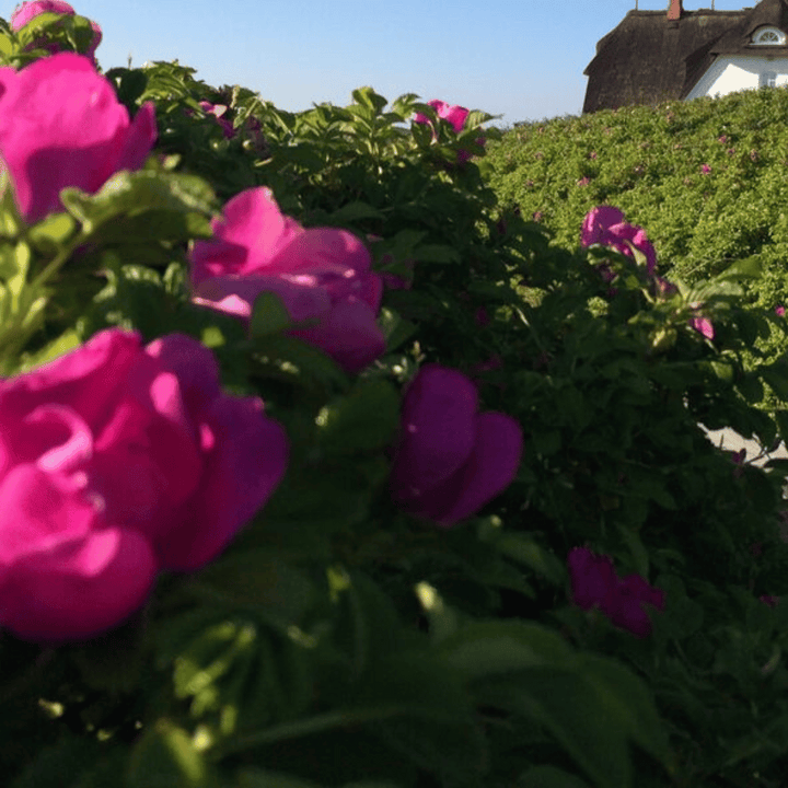 Im Vordergrund steht eine üppige Hecke aus leuchtend rosa Blüten in voller Blüte, die an den Farbton von Kings Sylter Rosensecco *alkoholfrei* der Sylter Manufaktur Johannes King erinnert, während ein malerisches Haus mit Reetdach unter einem klaren blauen Himmel hervorlugt.