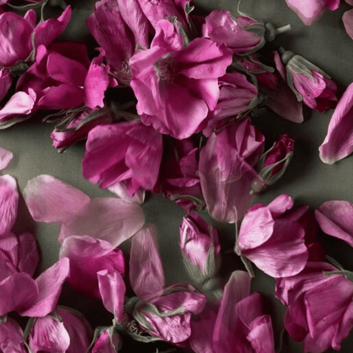Verstreute leuchtend rosa Blütenblätter und Kings Rosa Rugosa Rosenaufstrich-Rosen der Sylter Manufaktur auf grauem Untergrund.