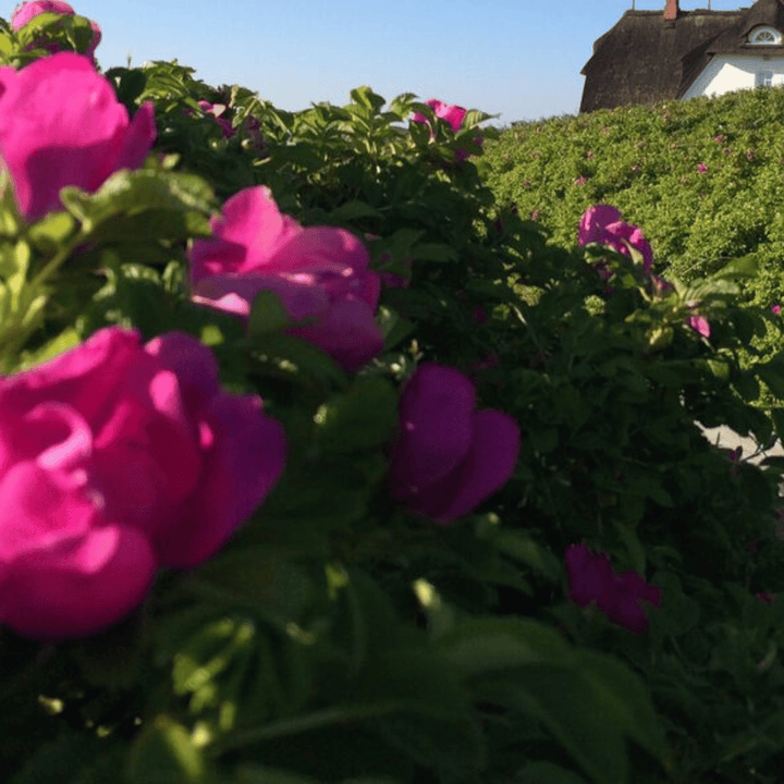 Eine Nahaufnahme von leuchtend rosa Kings Rosa Rugosa Rosenaufstrich-Blüten im Fokus, mit einem verschwommenen Hintergrund mit grünem Laub und dem Umriss eines Hauses unter einem klaren blauen Himmel. Markenname: Sylter Manufaktur