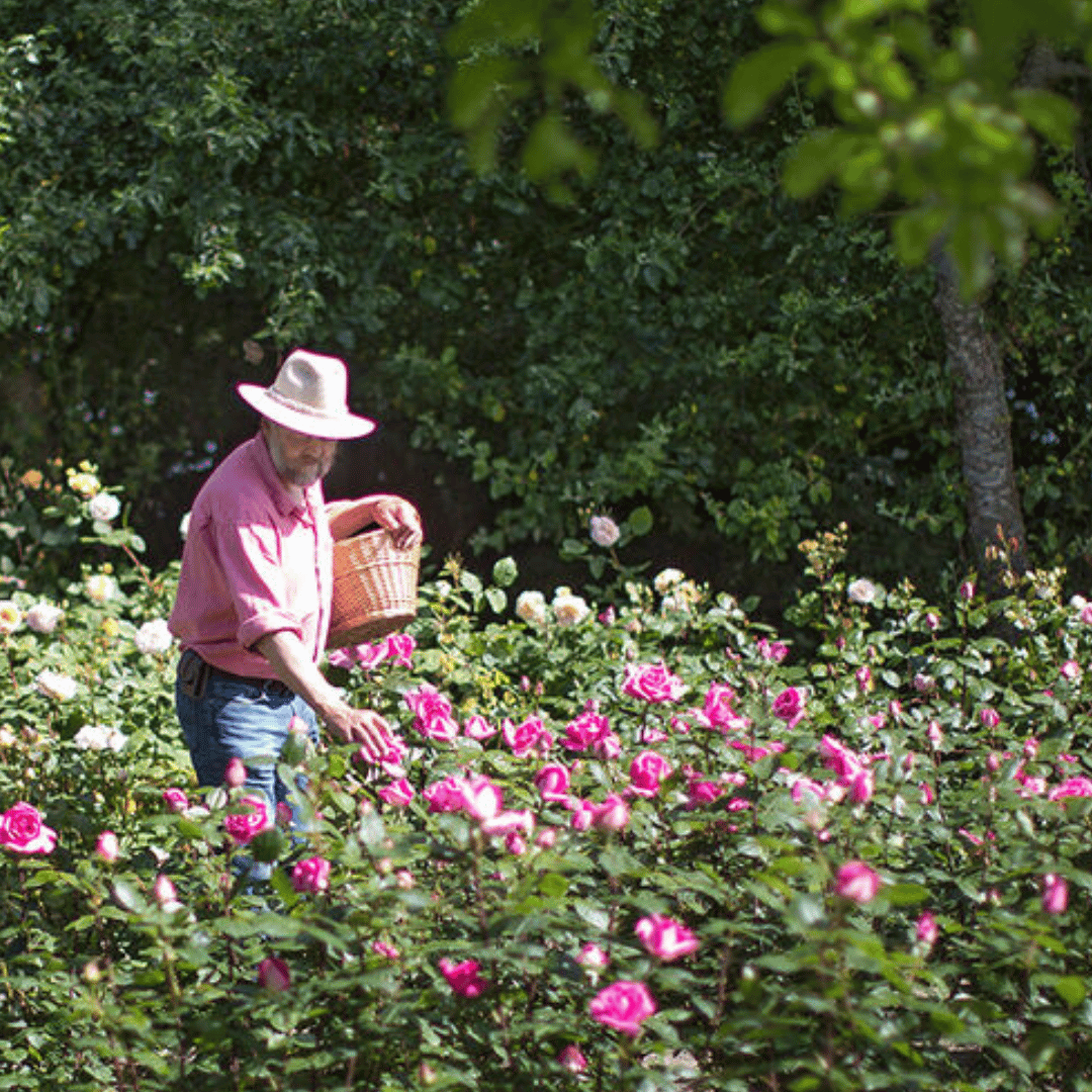Eine Person in einem rosa Hemd und Strohhut hält einen Korb Kings Sylter Rosensecco *alkoholfrei* von der Sylter Manufaktur Johannes King und steht zwischen blühenden Rosen in einem Garten.