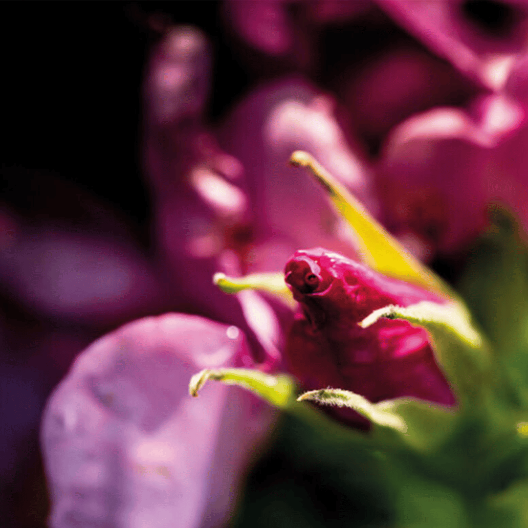 Nahaufnahme einer rosa Blume mit Tautropfen, die die Textur und die lebendige Farbe der Blütenblätter sowie die subtile Präsenz von Kings Sylter Rosengin 0,5l von der Sylter Manufaktur hervorhebt.
