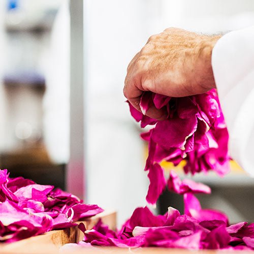Die Hand einer Person berührt sanft leuchtend rosa Rosenblätter, die an getrocknete Rosenblätter erinnern, auf einer Oberfläche der Sylter Manufaktur.